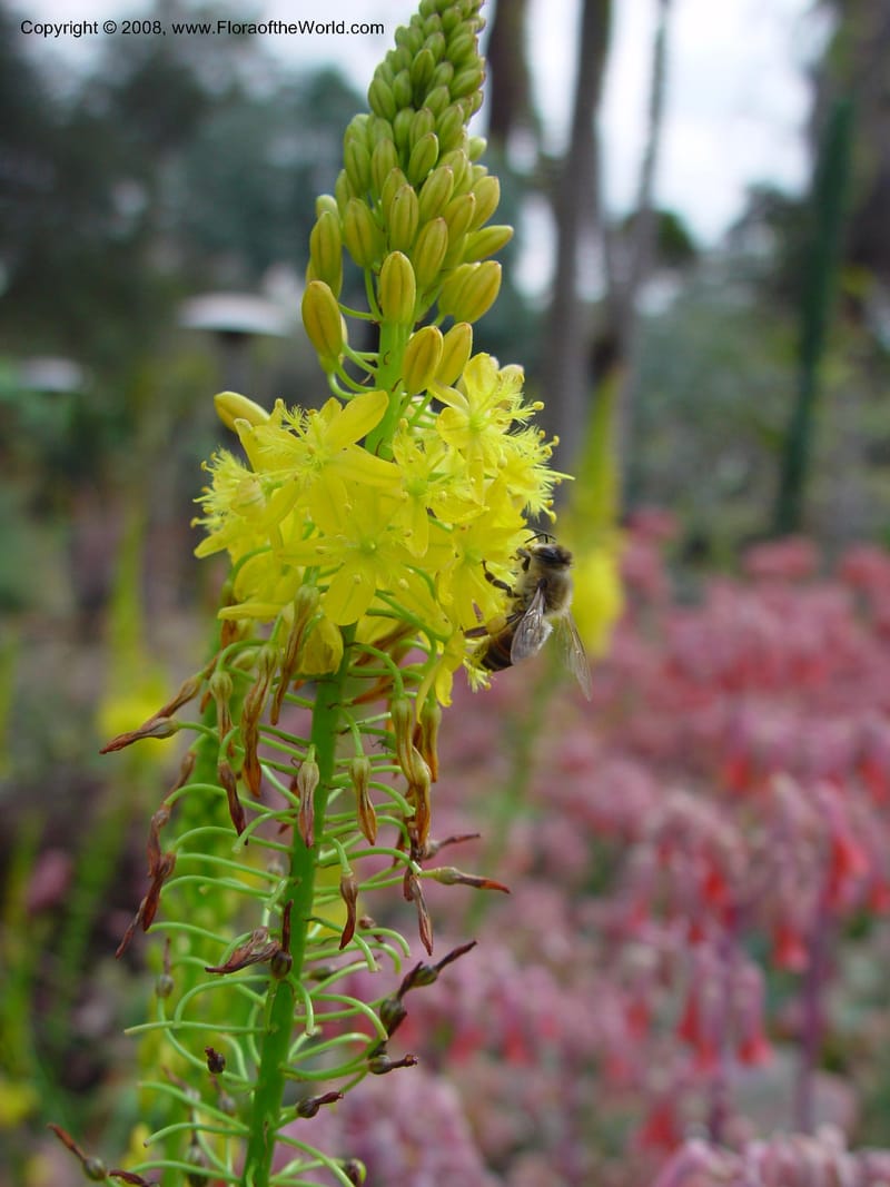 Bulbine latifolia, 29163--CA. Huntington Bot. Gard. 14 Feb 03. 042.jpg