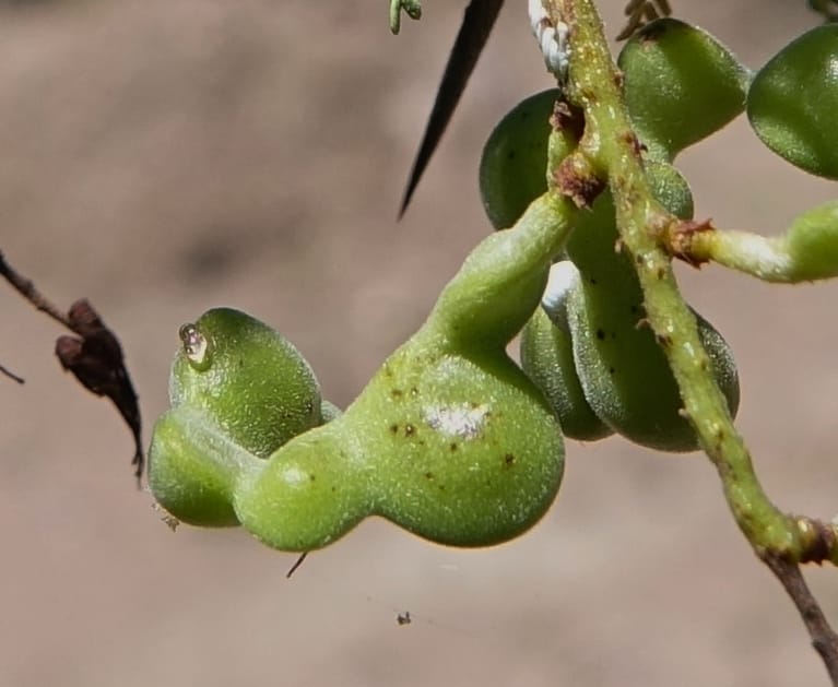 Prosopis torquata, Fortunato 13176--Argentina. Las Bretes. Stop 2. 8 Feb 2018. DSC09642 (11).JPG