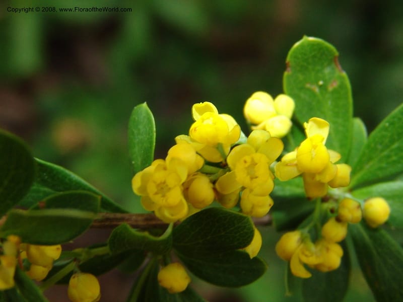 Berberis beaniana--IL. . Chicago. Morton Arboretum. 1 Jul 05. 103.jpg