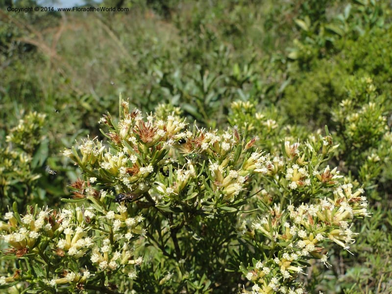Baccharis pseudotenuifolia, Stevens, W.D. 31064, Cerro Cora, 15 Mar 2011 1370 (6).JPG