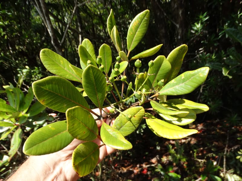 Plerandra elongata, Lowry, P 7374--New Caledonia. Mont Dzumac. 12 Nov 2015. DSC01563 (353).JPG