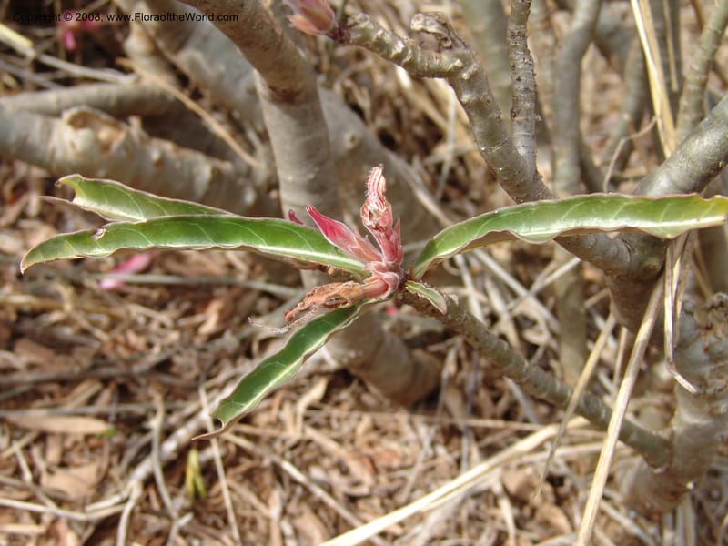 Adenium obesum--Tanzania. Hwy B1, 25 km SE of Kifaru. 28 Jun 04. 288.jpg