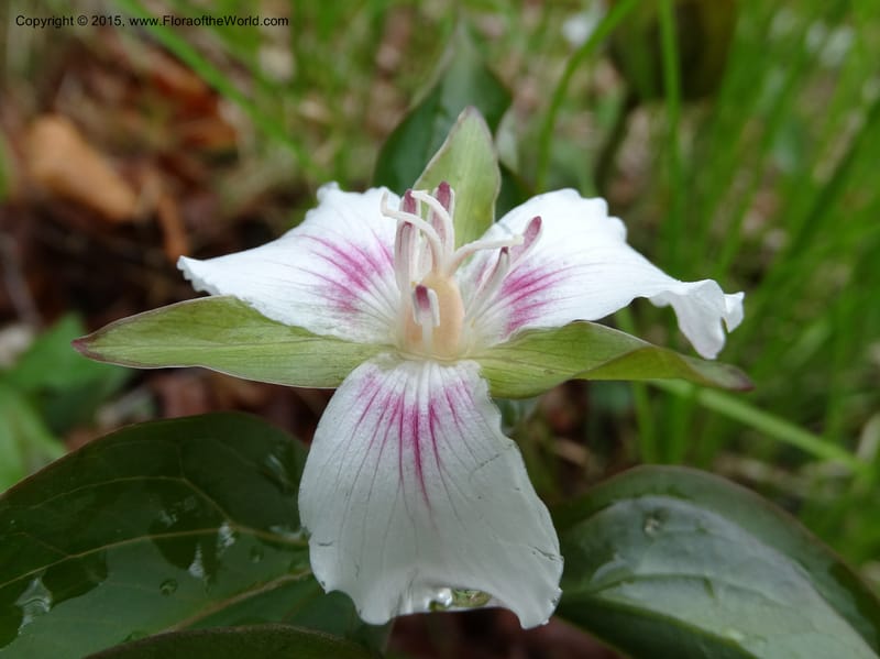 Trillium undulatum, Davidson, C 12959--North Carolina. Trans. Co. Devil's Courthouse View. 12 May 2015. DSC04151 (80).JPG