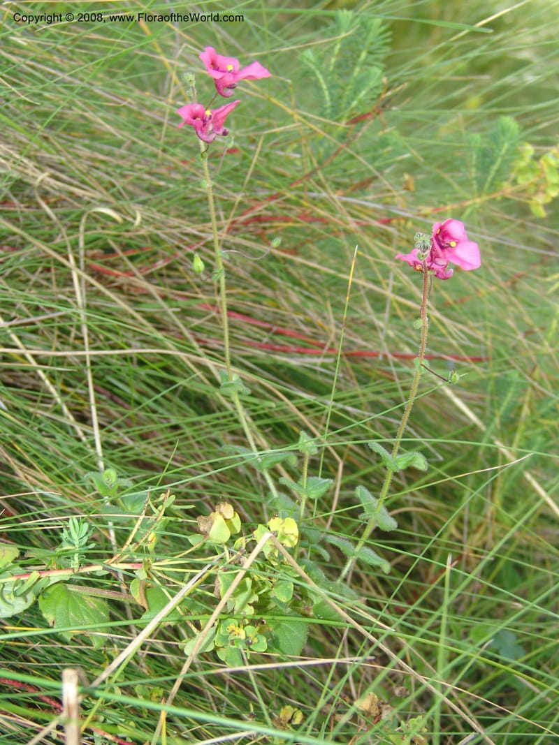 Diascia barberi--So.Africa. E. Cape. R58 SE of Barkly East.10 Mch 05. 218.jpg