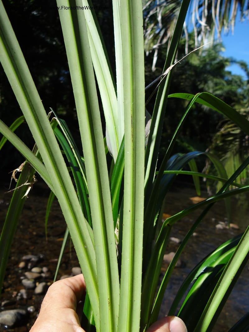 Pandanus discostigma, Callmander 1033--Malaysia. Sabah. Tahan Niaga Plantation. 8 Apr 2012. DSC07609 (37).JPG