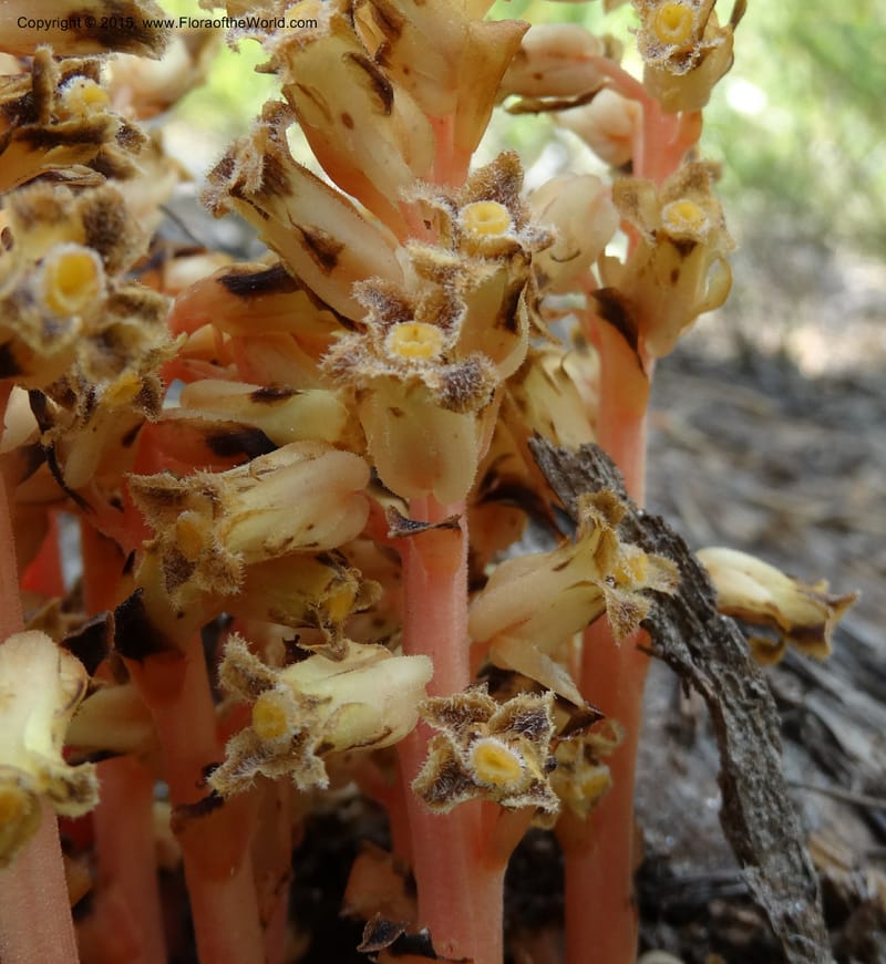 Monotropa hypopitys, Davidson, C 12626--ID. Idaho Co. S of Steamboat Summit. 5 Aug 2014. DSC00156 (145).JPG