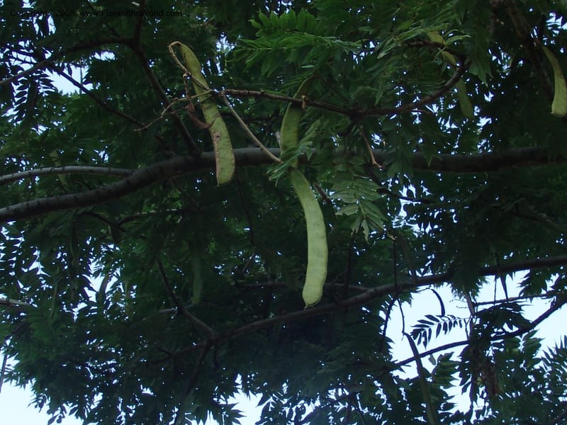 Millettia--Ethiopia. Wendo Genet, near Wabe Shebelle Hotel. 14 July 04. 031.jpg