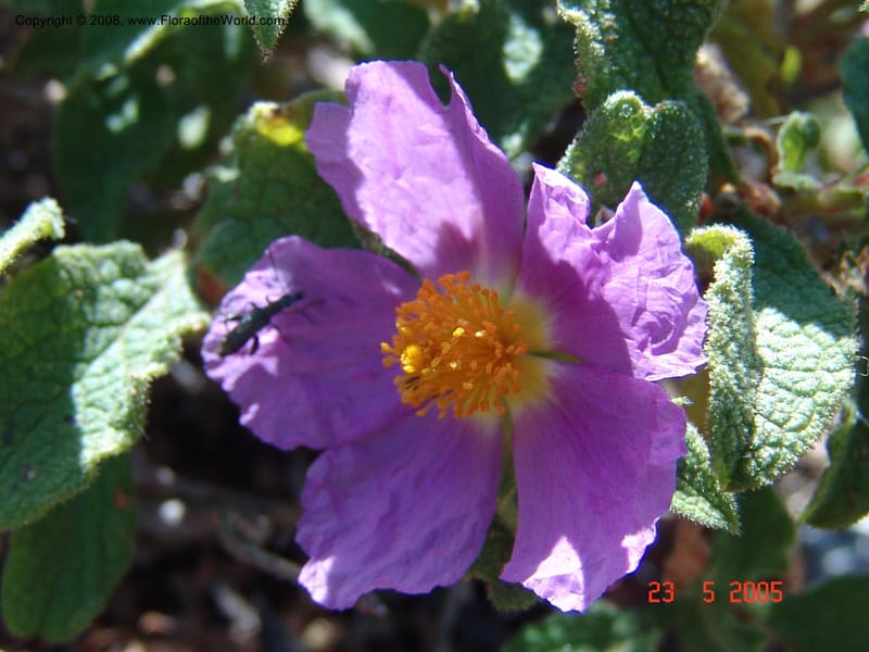 Cistus creticus--Crete. Ep. Kydonia. Akrotiri. Trail Gouvernetos . 23 May 05. 013.jpg
