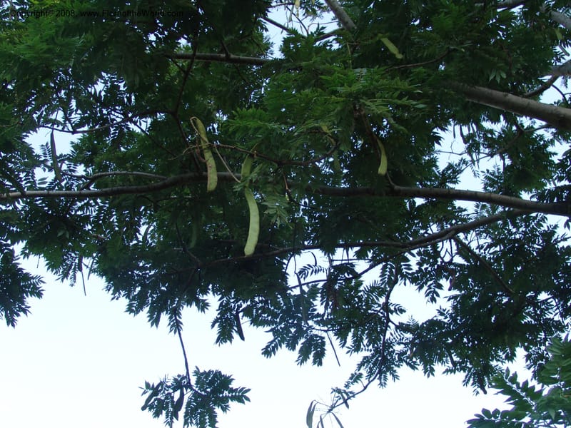 Millettia--Ethiopia. Wendo Genet, near Wabe Shebelle Hotel. 14 July 04. 029.jpg