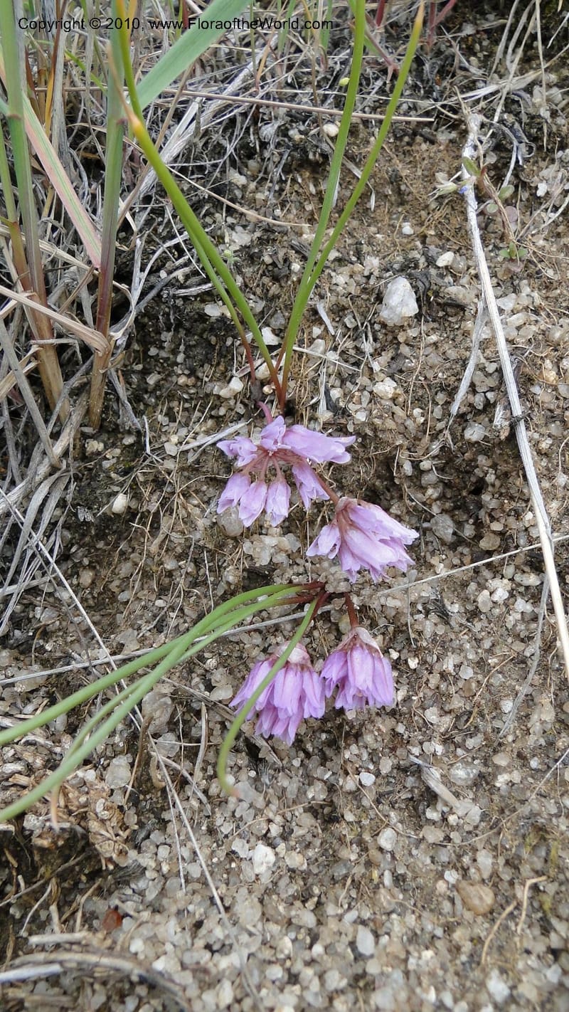 Allium aasiae, not coll.--Idaho. Ada Co. artwright Rd. 22 April 2010. 145 (12).jpg