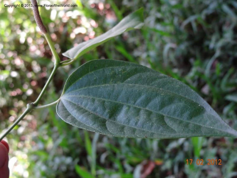 Piper sp. unk., Martinez-Melendez, M 428--Mexico, Chiapas, Palenque-Ocosingo 17 Feb 2012  3251 (7).JPG