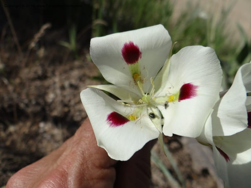 Calochortus eurycarpus, Davidson, C 12189--ID. Boise Co. 5.2 miles west of Long Gulch-Rattlesnake Cr. jct. 15 Jun 2013. DSC06555 (4).JPG