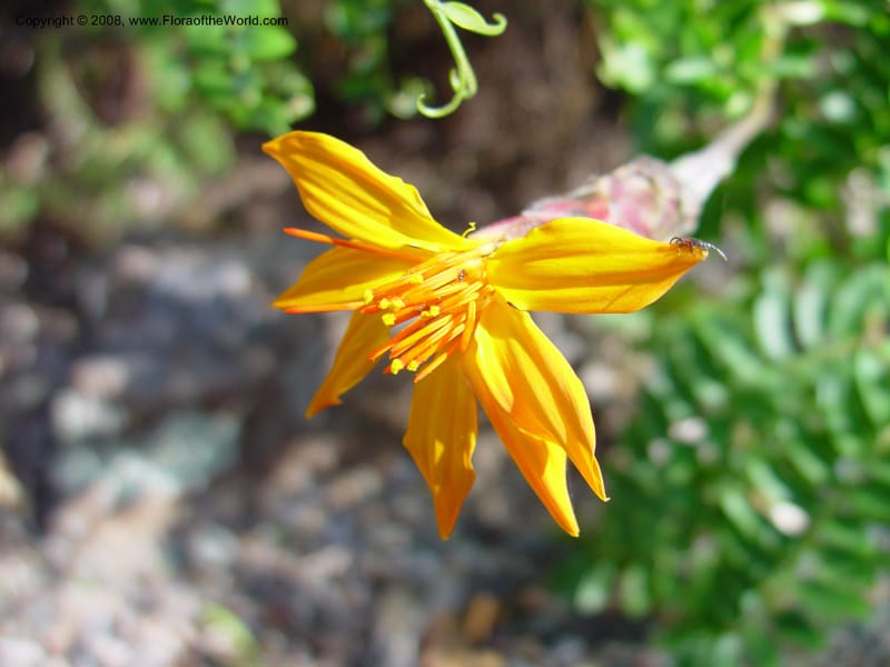 Mutisia viciaefolia. 36.2016--California. Berkeley Bot. Gard. 10 Feb 03. 083.jpg