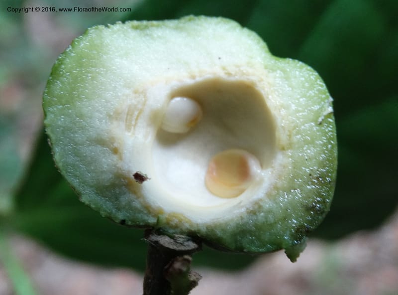 Xanthophyllum, Davidson, C 12912--Sabah. Sub-stesen Sayap. 26 Mar 2015. DSC00551 (107).JPG