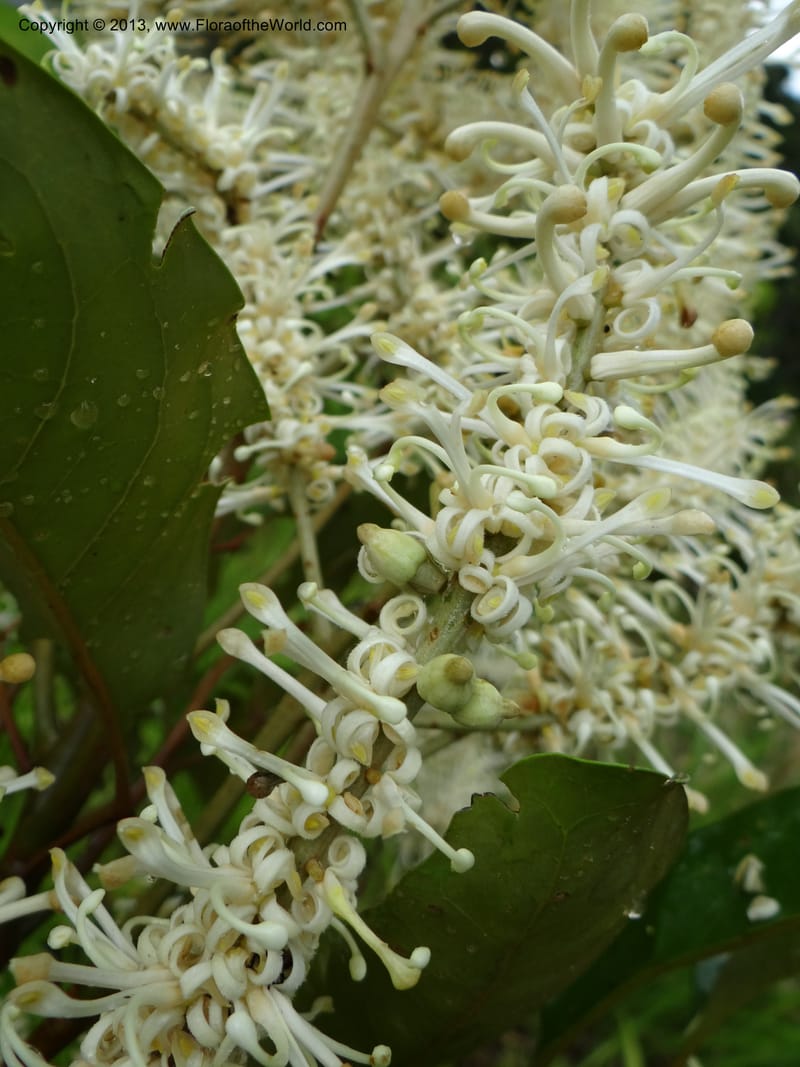 Cardwellia sublimis, Gray, B 9635--Australia. Queensland. Palmerston Highway. 12 Nov 2013. DSC08251 (14).JPG