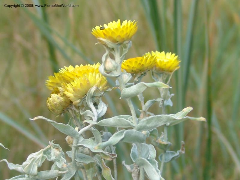Helichrysum albolanatum--So.Africa. Mpumal. Buffelskloof Private Nat. Res. 17 Mch 05. 343.jpg