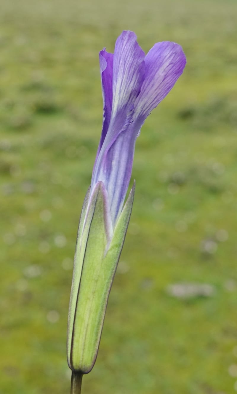 Gentianopsis paludosa var paludosa, D. Boufford 44046--China. Sichuan. Yajiang Xian, between Litang and Yajiang. 16 Aug 2017. DSC06537 (44).JPG