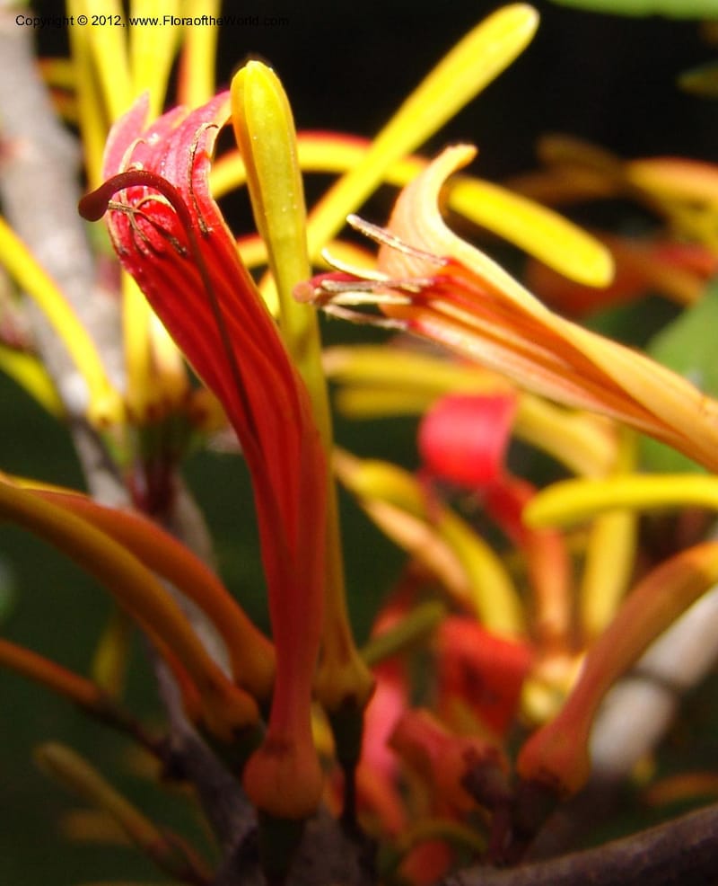 Bakerella sp. unk., Rogers, Z 860-Madagascar  129 (10).jpg