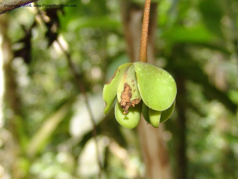 Crematosperma, RVasquez 33077--Peru. Pillcopata. Qbda Sachavacayoc. 29 Oct 07. 562.jpg