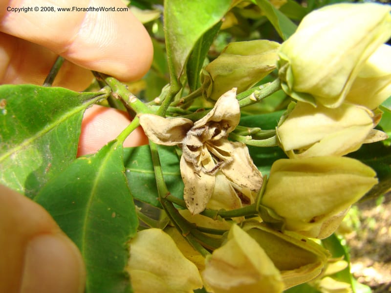 Medicosma cunninghamii--Australia. Royal Botanic Garden, Melbourne. 19-20 Mch 08. 152.jpg
