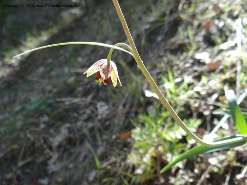 Fritillaria atropurpurea, Davidson, C 12131--Calif. Nevada Co. 19 Apr 2013. DSC03185 (1).JPG