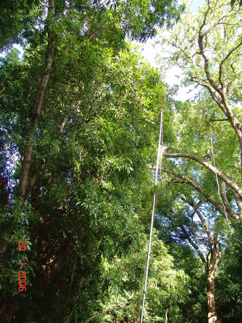 Celtis bifida, Not collected-Madagascar, Berenty, 21 Jan 2006  020 (2).jpg