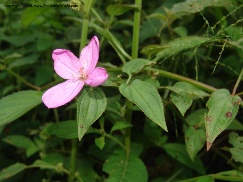 DNeill15735--Ecuador. Prov. Zamora Ch. Rio Nangaritza ca Las Orquideas. 15 Sep 07. 344.jpg