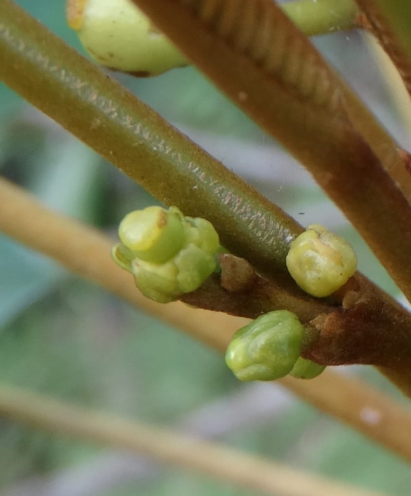 Amaroria soulameoides, [Plunkett, G 3187]--Fiji. Vesidrua Vill. 5 Nov 2015. DSC09215 (174).JPG