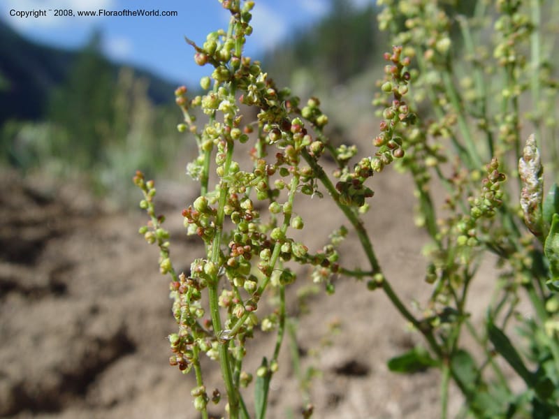 Rumex acetosella--ID. Idaho Co. Salmon R. Polly Bemis Ranch. 9 May 04. 046.jpg