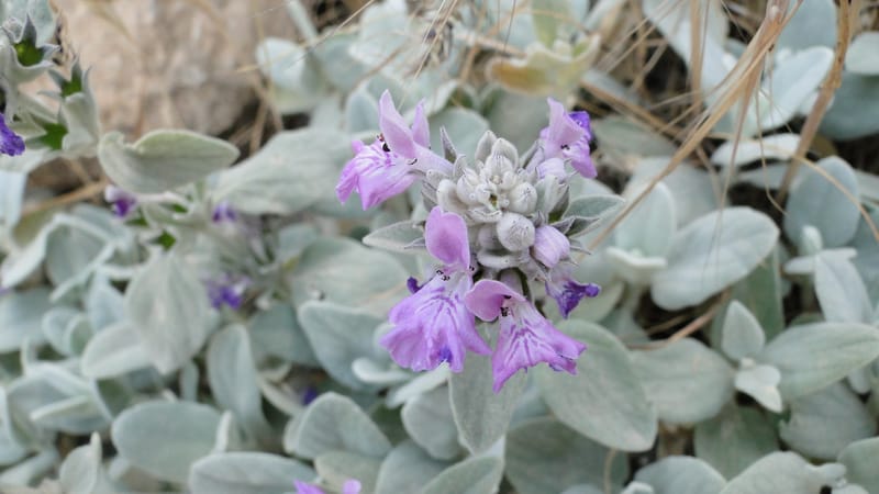 Stachys, A. G. Miller 142.5--Iraq. Kurdistan. Shakh-i Pira Magrun. Zewiya. 12 June 2010. 192 (8).jpg