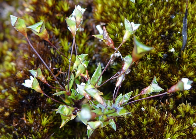 Phyllangium paradoxum, Davidson, V 13496--Australia. W. A. Two People's Bay Nat. Res. 29 Oct 2016. DSC06475 (111).JPG
