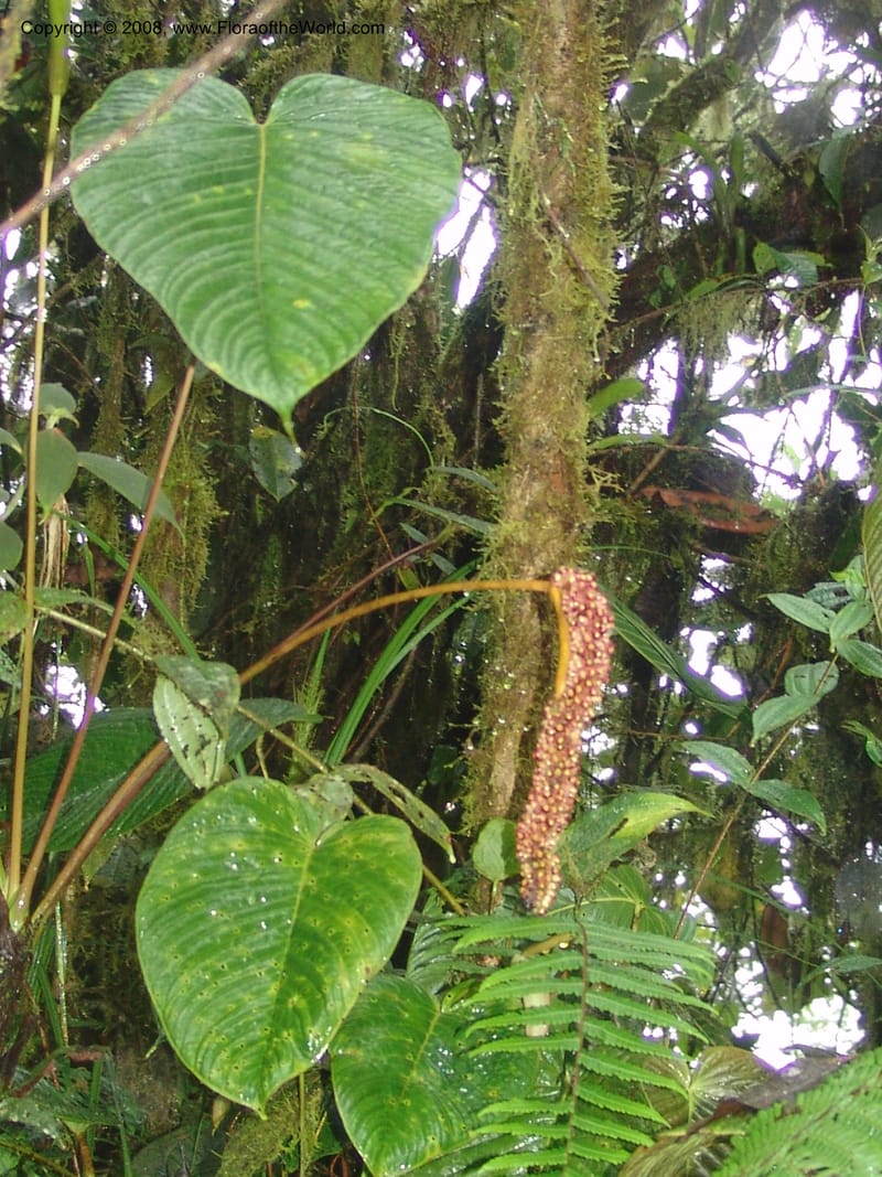 Anthurium longecuspidatum, Croat94384--Ecuador. Res. Bellavista. 9 Feb 05. 088.jpg