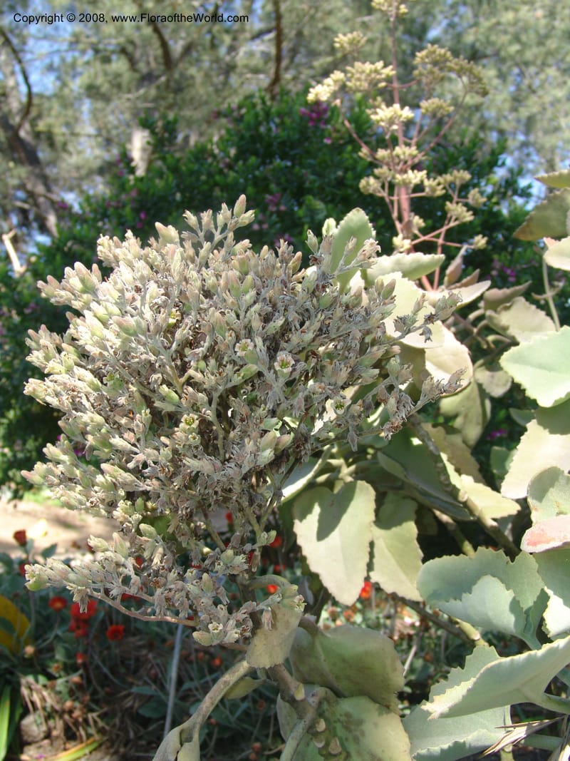 Kalanchoe beharensis--CA. Quail Botanical Garden. 9 Apr 05. 188.jpg