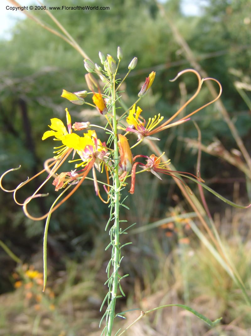 Cleome angustifolia--So.Africa. Mpumal. R577 N of Lydenburg. 16 Mch 05. 076.jpg