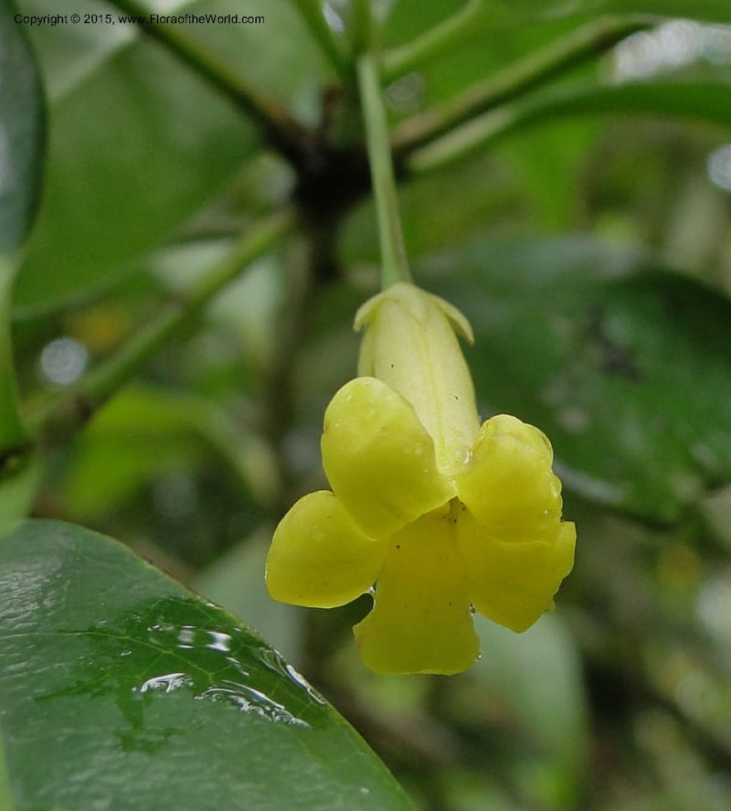 Pittosporum, Regalado 1773--Viet Nam. Ban Khoang Commune. 4 May 2011. 095 (4).jpg