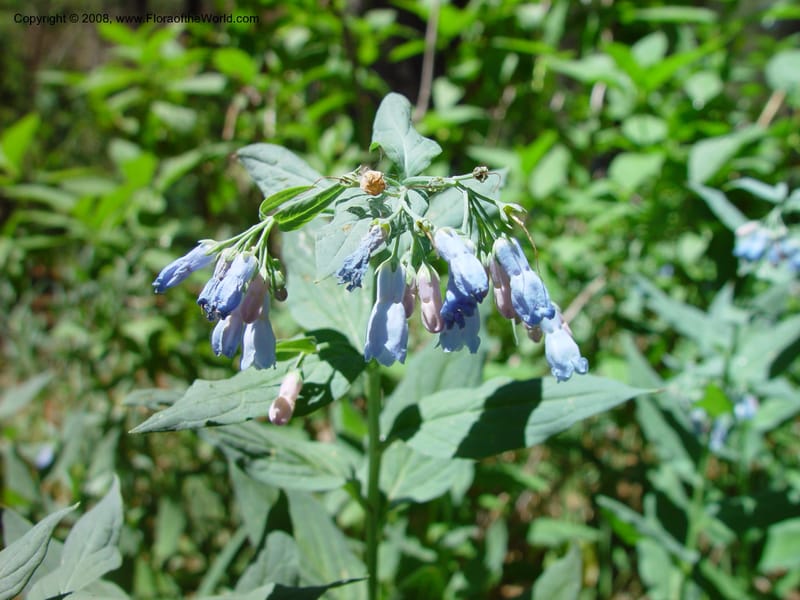 Mertensia ciliata--AZ. Arboretum at Flagstaff. 5 Jun 03. 098.jpg