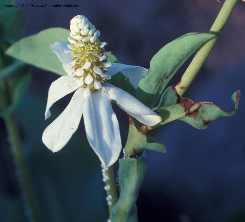 Anemopsis californica--AZ. Desert Botanical Garden, Phoenix. May 88. 001B.jpg