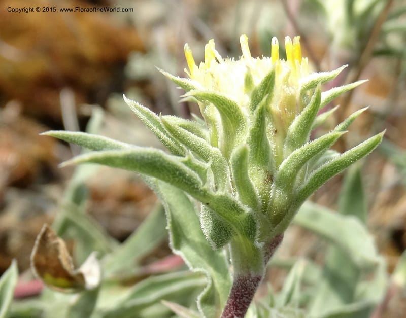 Pyrrocoma, Davidson, C 12630--ID. Idaho Co. Seven Devils Campground. 11 Aug 2014. DSC00412 (37).JPG
