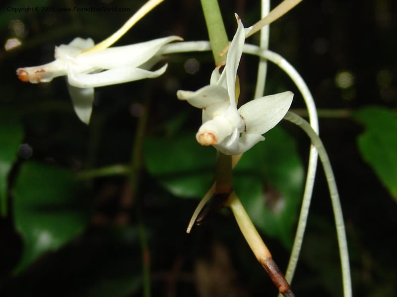 Aeranthes, ROR1596--Madag. Parc Nat. Montagne d'Ambre. 11 Nov 06. 312 (1).jpg