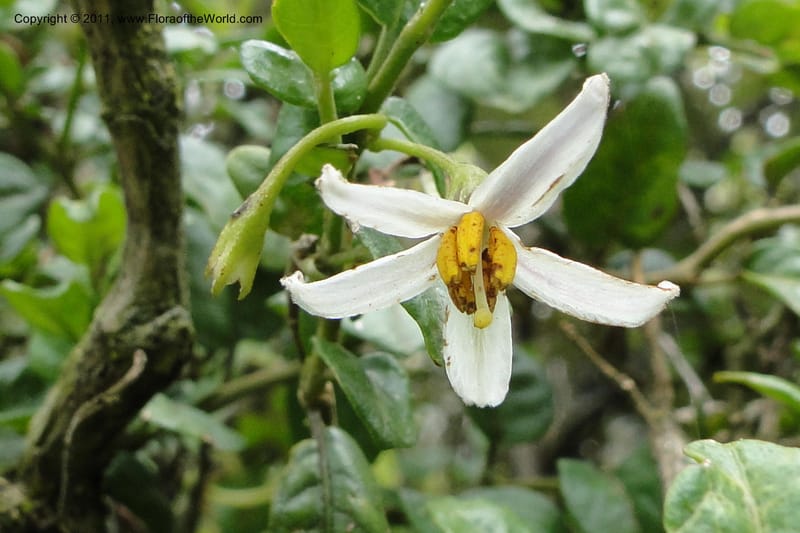 Solanum, Ulloa 1967--Ecuador. Pichincha. Old rd to Papallacta. 31 May 2011. 091 (16).jpg