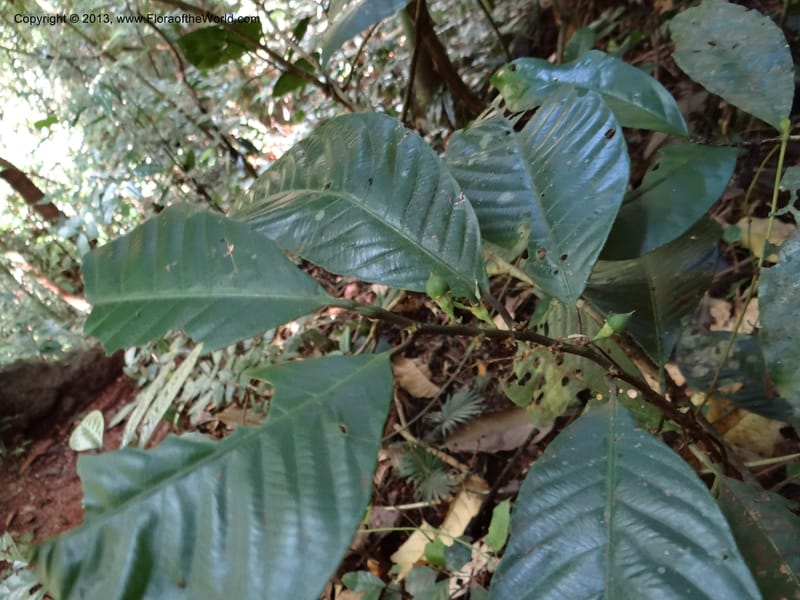 Rinorea, VC 5620--Thailand. Surat Thani Prov. Khlong Phanom Nat. Park. 15 Nov 2012. DSC09389 (242).JPG