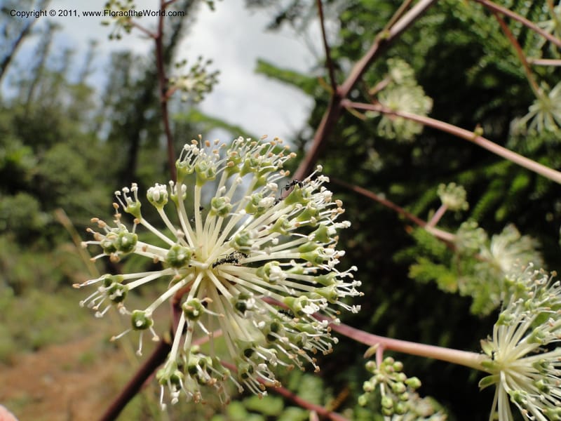 Myodocarpus fraxinifolius, (Lowry, P. P 7180)--New Caledonia. Mont Dore. 20 Jan 2010. 1842 (17).JPG