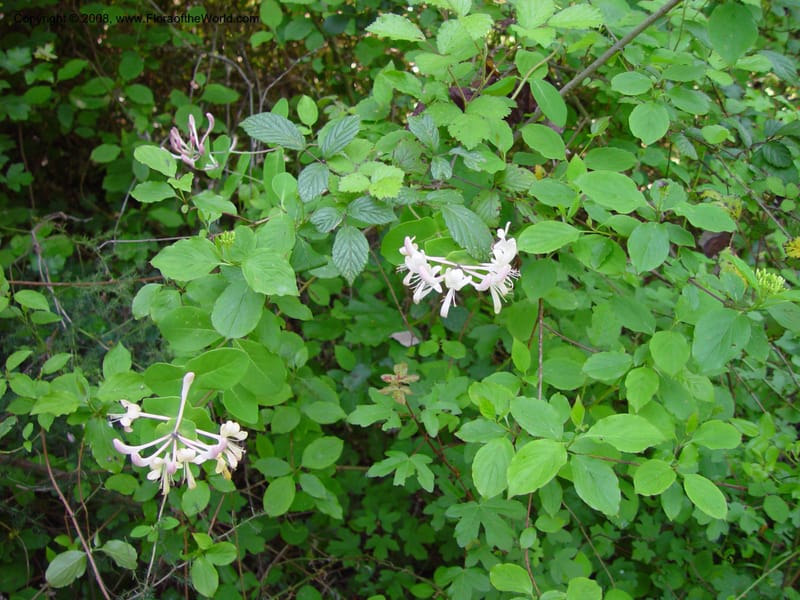 Lonicera caprifolium--Italy. Abruzzo. Res. Torino di Sangro. 5 May 03. 061.jpg