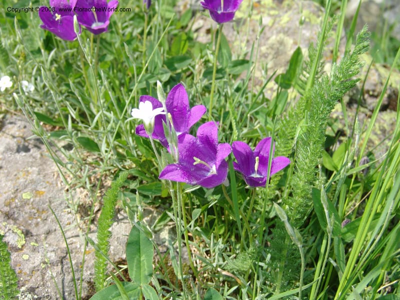 Campanula auscheri--Georgia. Bakuriani Botanical Garden. 7 Jun 05. 157.jpg