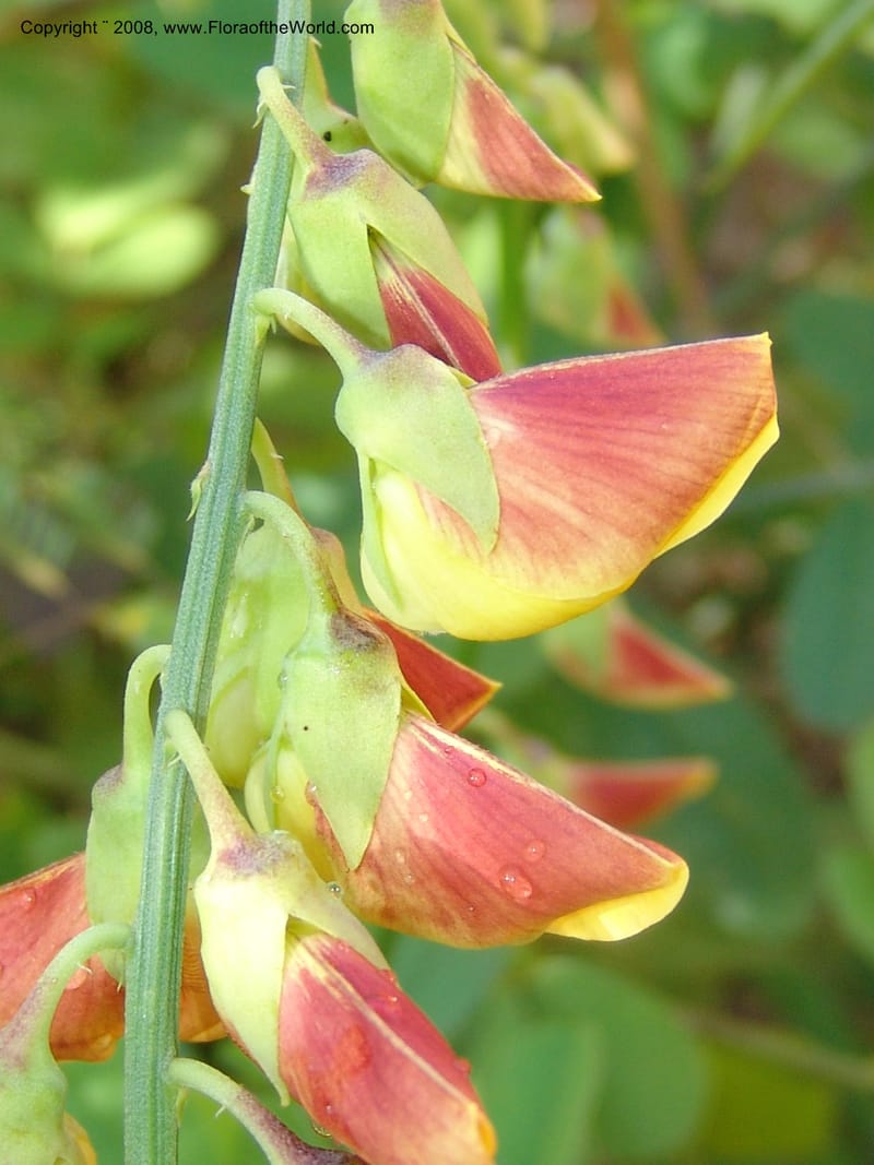 Crotalaria, GWalters1679--Gabon. Prov. Estuaire. Bambuchine, E of Libreville. 17 Apr 06. 005.jpg
