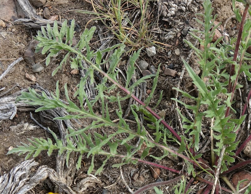 Balsamorhiza hookeri, C. Davidson 13555--ID. Blaine Co. Rock Creek Preserve. TNC. 13 May 2017. DSC00171 (290).JPG