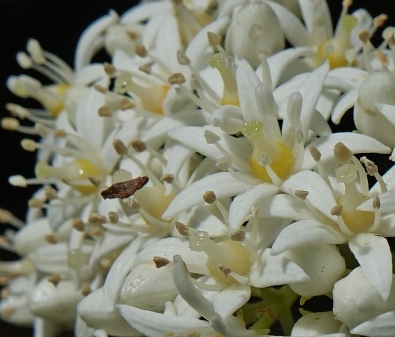 Cuttsia viburnea, Davidson, C 13348--Australia. Qld. Austinville Rd. Stop 4. 17 Oct 2016. DSC02986 (44).JPG