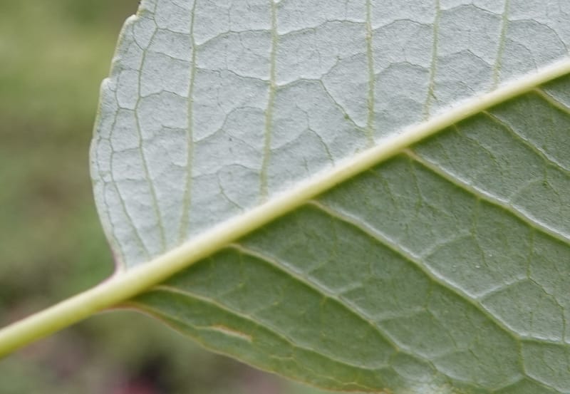 Ilex polyneura, D. Boufford 44125--China. Yunnan. Da Wei Shan. 2 May 2018. DSC01093 (327).JPG
