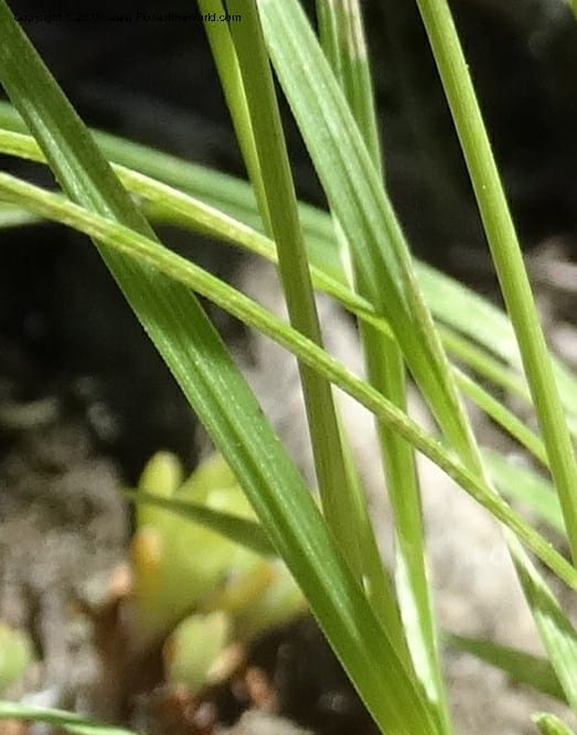Agrostis scabra, Davidson, C 12566--Idaho. Valley Co. Payette Lake. Sylvan Beach. 12 Jul 2014. DSC09429 (252).JPG