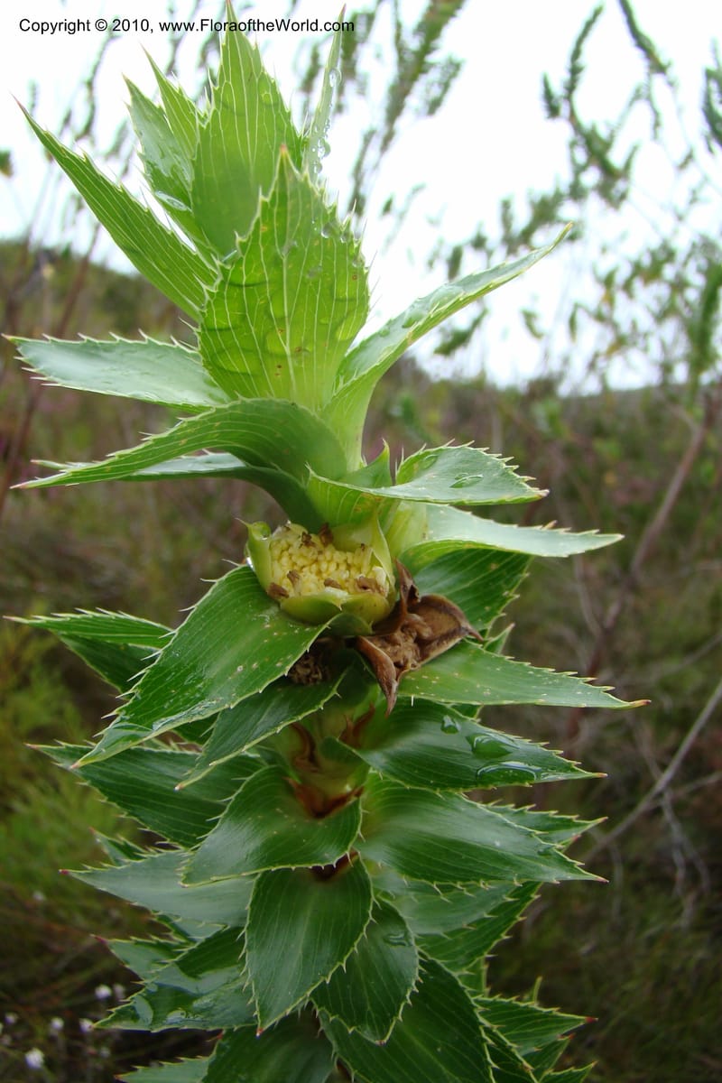 Cliffortia, C. Davidson 11489--South Africa. Marloth Nat. Res. Langeberg Mts. 22 Aug 09. 158 (1).jpg